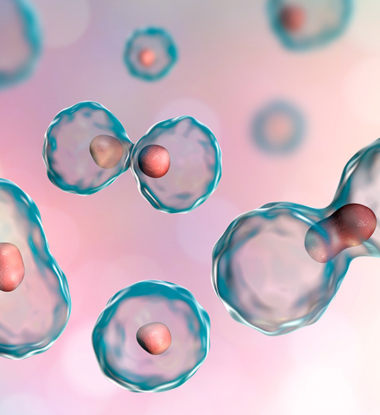 Kök Hücre ve Immünoloji Araştırmaları