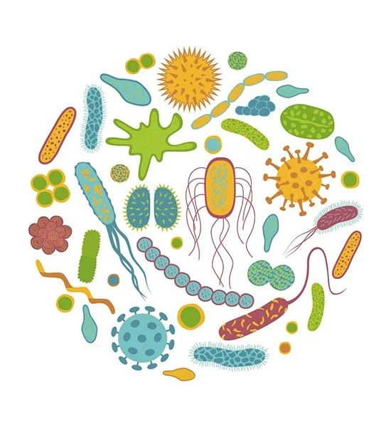 Mikrobiyota